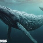 whale activities hyperliquid